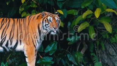 丛林中的老虎。 高开放动物园。 泰国